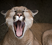 Mountain Lion - Zoo